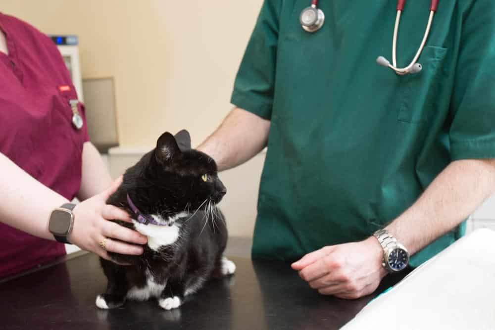 Cats discount scheme