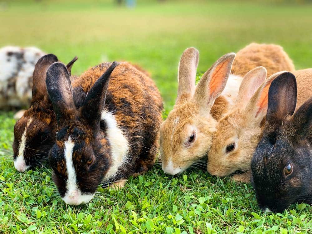 Rabbits discount scheme