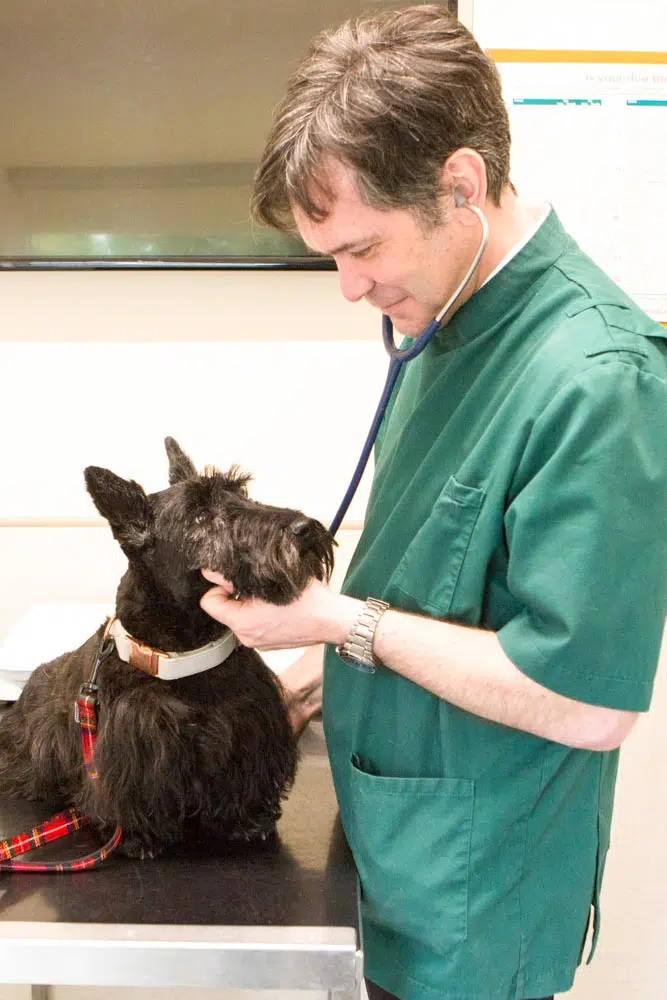 Health check at Barnhouse Veterinary Surgery
