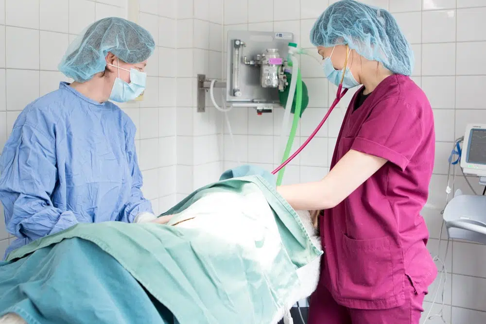 Surgical procedure at Barnhouse Veterinary Surgery
